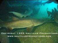 Shark