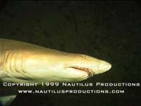 Shark