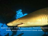 Shark